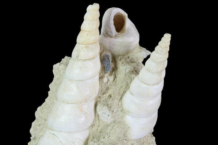 Fossil Gastropod (Haustator) Cluster - Damery, France #97777